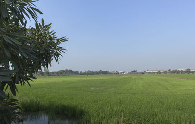 Scenic view of agricultural field against clear sky