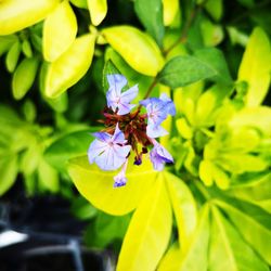 Close-up of insect on purple flowering plant