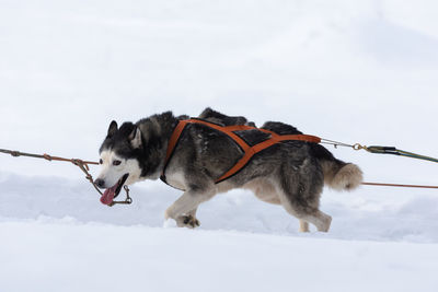 View of a dog on snow