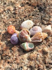 Close-up of seashell on rock