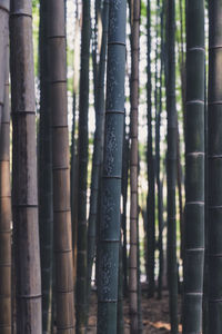 Close-up of bamboo trees in the forest