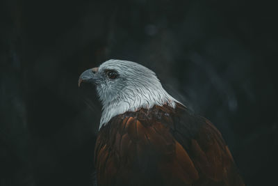 Close-up of eagle against blurred background