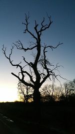 Silhouette bare tree against clear sky