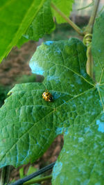 High angle view of insect on leaf