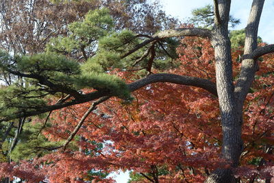 Low angle view of trees in forest during autumn