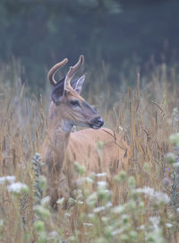 Deer in a field