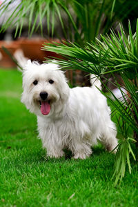 Cute west hightland white terrier dog or westies playing on green grass