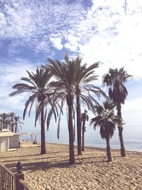 Palm trees on beach against sky