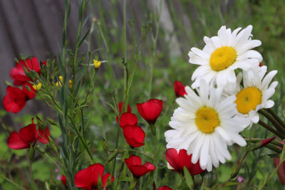 Close-up of white daisy flowers