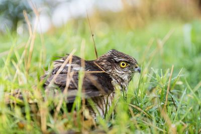 Close-up of hawk on grass at field