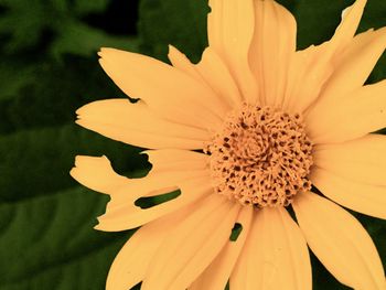 Close-up of orange flower