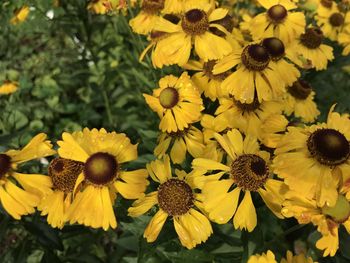 Close-up of yellow flowering plant