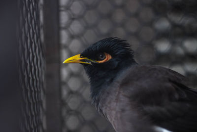 Close-up of a bird