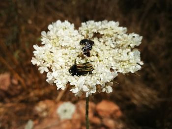 Close-up of bee on white flower