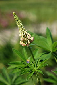 Close-up of flowering plant