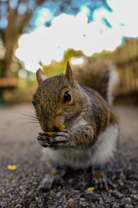 Squirrel having a snack 