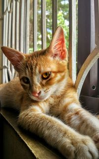 Close-up portrait of a cat