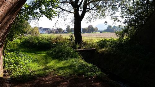 Trees on field in forest