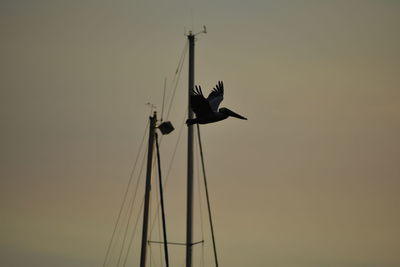 Low angle view of birds flying against clear sky