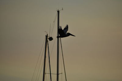 Low angle view of bird flying against clear sky