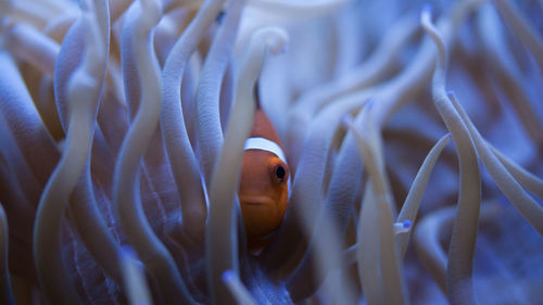 Close-up of fish in sea