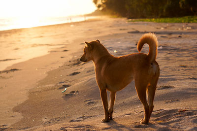 Dog standing on beach