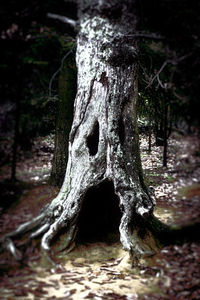 Close-up of tree trunk in forest
