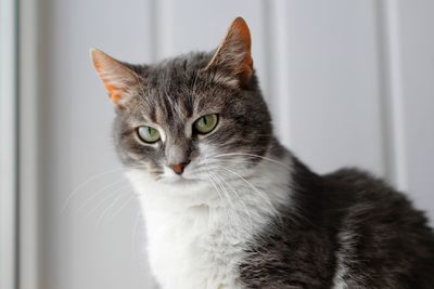 Close-up portrait of tabby cat at home