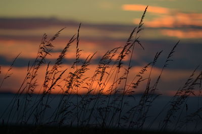 Silhouette plants growing on field at sunset