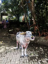 Lion standing on footpath by tree