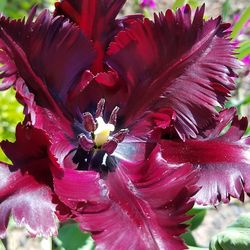 Close-up of red hibiscus blooming outdoors