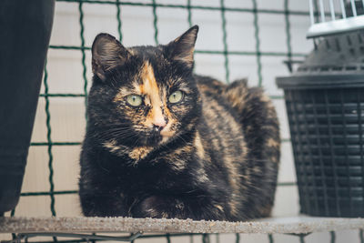 Portrait of cat sitting outdoors