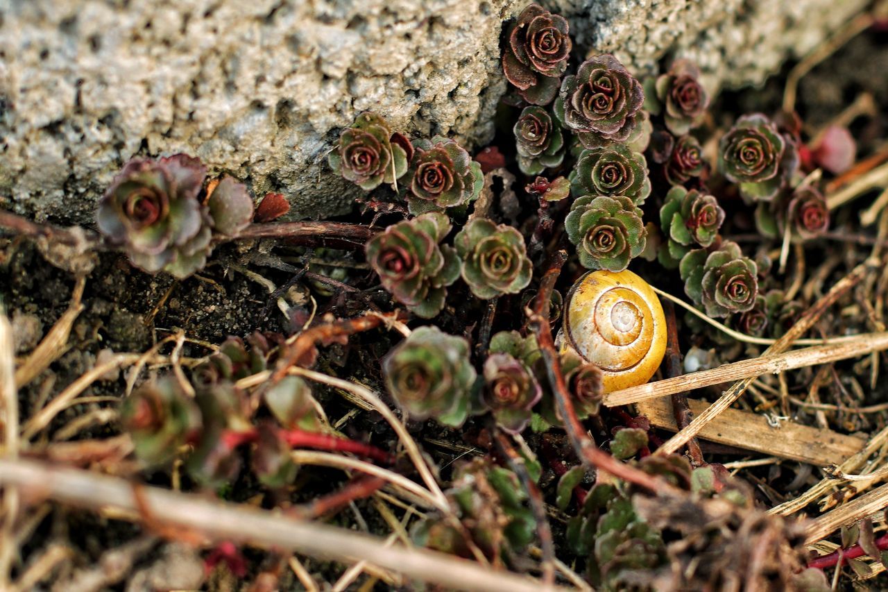 HIGH ANGLE VIEW OF SUCCULENT PLANTS ON FIELD