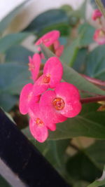 Close-up of pink flower blooming outdoors