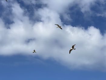 Low angle view of seagulls flying in sky