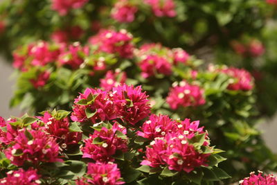 Close-up of pink bougainvillea