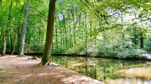 Trees in forest