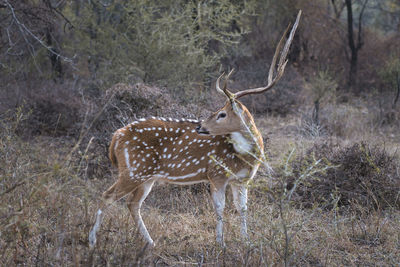 Deer standing in a forest