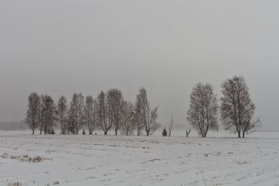 The birch trees stand in line even in a heavy snow storm in the rural finland. 