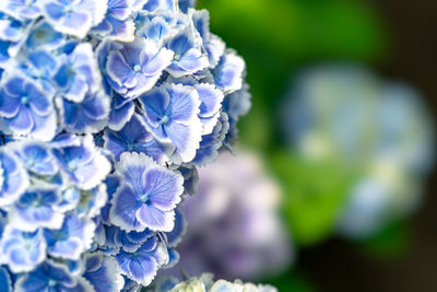 Close-up of purple flowering plant