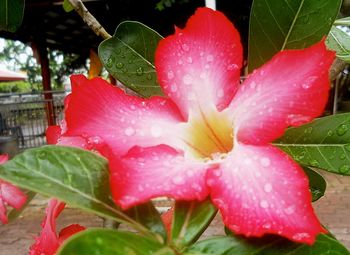 Close-up of water drops on pink hibiscus