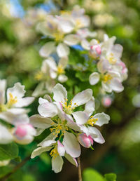 Close-up of cherry blossoms in spring