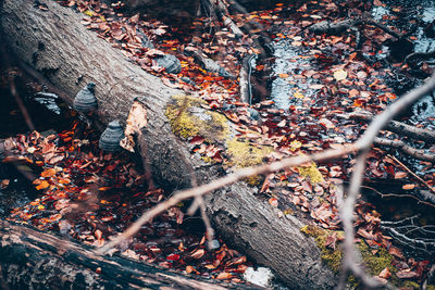 Trees in forest during autumn