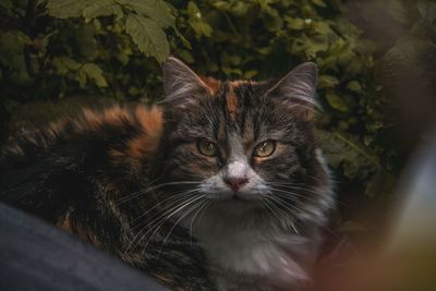Close-up portrait of ragdoll cat