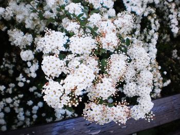 Close-up of white cherry blossom tree