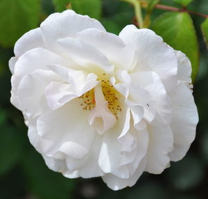 Close-up of white rose