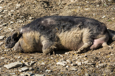 Close-up of pig sleeping on dirt road