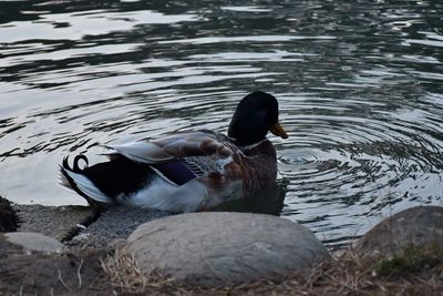 High angle view of mallard duck swimming in lake