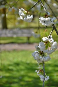 Close-up of white cherry blossom tree