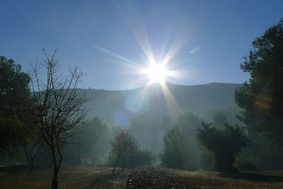 Scenic view of trees against bright sun